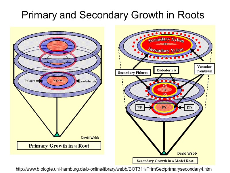 Primary and Secondary Growth in Roots http://www.biologie.uni-hamburg.de/b-online/library/webb/BOT311/PrimSec/primarysecondary4.htm